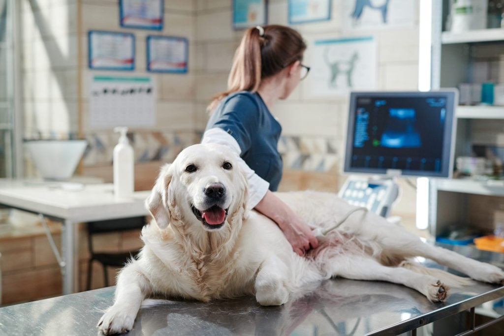 Veteriner Kliniği Açmak Hakkında Bilmeniz Gerekenler 3 veteriner kliniği açmak için gerekli belgeler